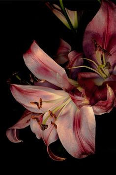 some pink flowers on a black background with one blooming and the other wilting