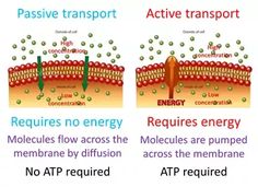 three different types of transport in the same region, each with an active transport and passive transport