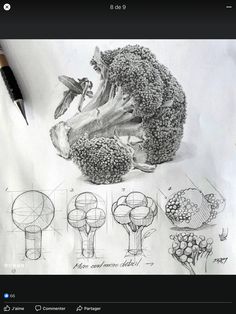 a drawing of broccoli and other vegetables