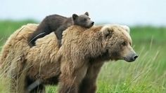 a large brown bear standing next to a baby bear on top of it's back