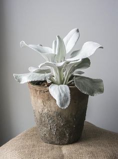 a potted plant sitting on top of a chair