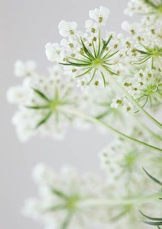 some white flowers with green stems in the middle