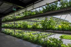 an indoor greenhouse with plants growing on the walls and in the ground, along with concrete flooring