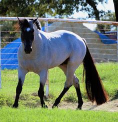 a white and black horse is walking in the grass near a fence with blue tarps