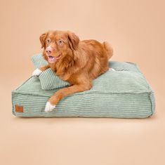 a brown dog laying on top of a green pillow