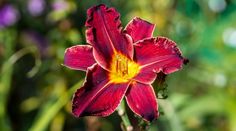 a red flower with yellow stamen in the middle