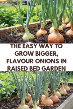 the easy way to grow bigger, flavored onions in raised bed garden