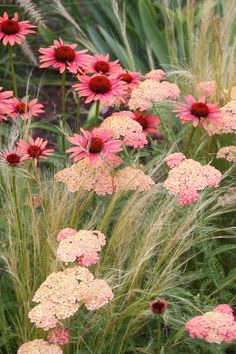 pink and yellow flowers are in the grass