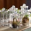 there are many glass jars with plants in them