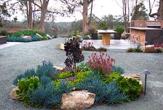 an outdoor garden with various plants and rocks