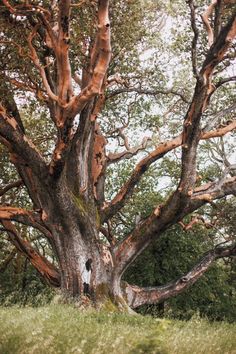 an old tree in the middle of a grassy area with lots of trees around it