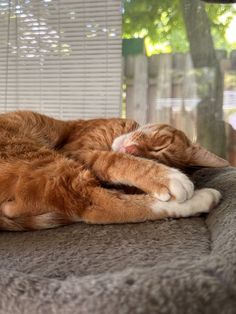 an orange and white cat laying on top of a gray couch next to a window