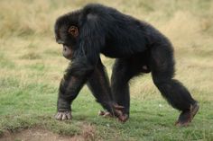 a chimpan standing on its hind legs in the grass