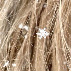 the hair is brown and has white flowers on it's back end, as well as snow flakes