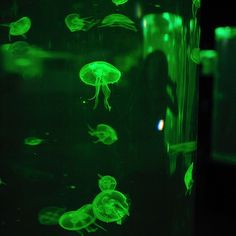 green jellyfish glowing in the dark water