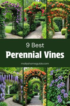 the 9 best perennial vines to grow in your yard or garden, including flowers and trees