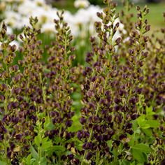 purple flowers are blooming in the garden