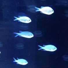 a group of fish swimming in an aquarium tank with blue light reflecting off the water