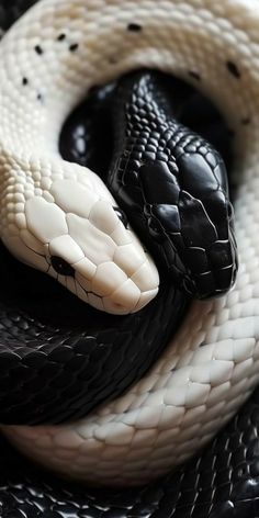 a black and white snake is curled up