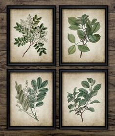 four framed botanical prints with green leaves and berries on them, hanging on a wooden wall