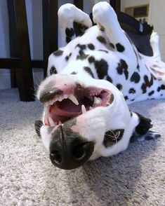 a dalmatian dog laying on the floor with its mouth open