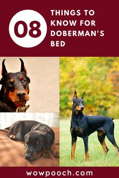 four different types of dogs with the title 8 things to know for doberman's bed