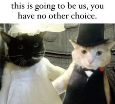 two cats dressed up in fancy clothes and hats with caption that reads, this is going to be us, you have no other choice