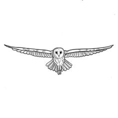 an owl flying in the sky with its wings spread