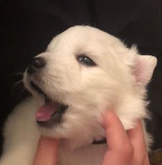 a small white dog being held by someone