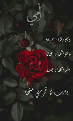 a red rose with arabic writing on it