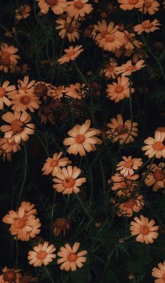 a bunch of flowers that are in the grass