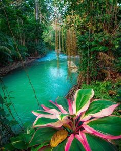 pink and green flowers in front of a blue river filled with water surrounded by greenery