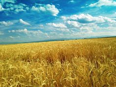 a wheat field under a blue sky with clouds