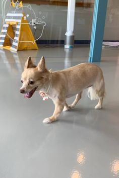 a small brown dog standing on top of a gray floor