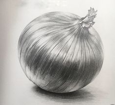 a pencil drawing of an onion on paper