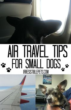 an airplane window with the words air travel tips for small dogs and a photo of a dog in front of it