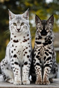 two black and white cats sitting next to each other on a wooden surface with trees in the background