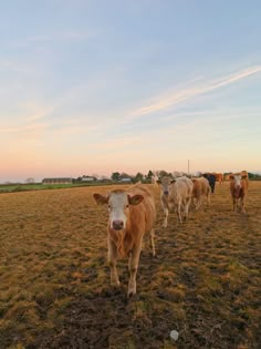 a herd of cattle walking across a dry grass field at sunset or dawn with clouds in the sky