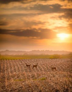 two deer standing in the middle of a corn field