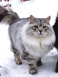 two cats standing in the snow next to each other and one cat is looking at the camera