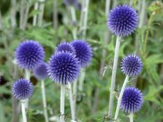 Globe Thistle SEEDS (ECHINOPS ritro, PURPLE/BLUE) PERENNIAL - Caribbeangardenseed Globe Thistle, Wallpaper Flower, Thistle Flower, Light Well, Early Spring, Flower Seeds, Garden Seeds, Green Leaves