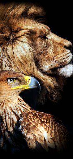 a lion and a bird are facing each other with their heads close to one another