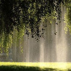 the sun is shining through the trees and water spewing from it's sides