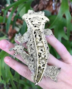 a small gecko sitting on top of someone's hand in front of some plants