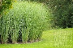 some very pretty green plants in the grass