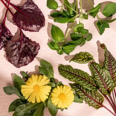 various types of flowers and leaves on a white tablecloth with red stems, green leaves, and yellow daisies