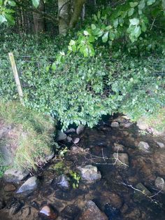 a small stream running through a forest filled with rocks and grass next to a wire fence