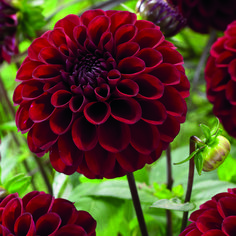 red flowers with green leaves in the background