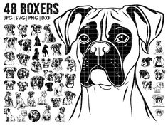 a black and white drawing of a dog's face with the words 48 boxers on it