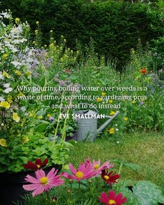 a garden filled with lots of colorful flowers